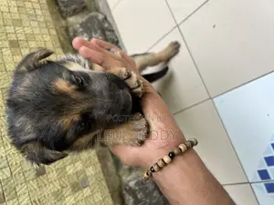 Photo - 0-1 month Male Purebred German Shepherd