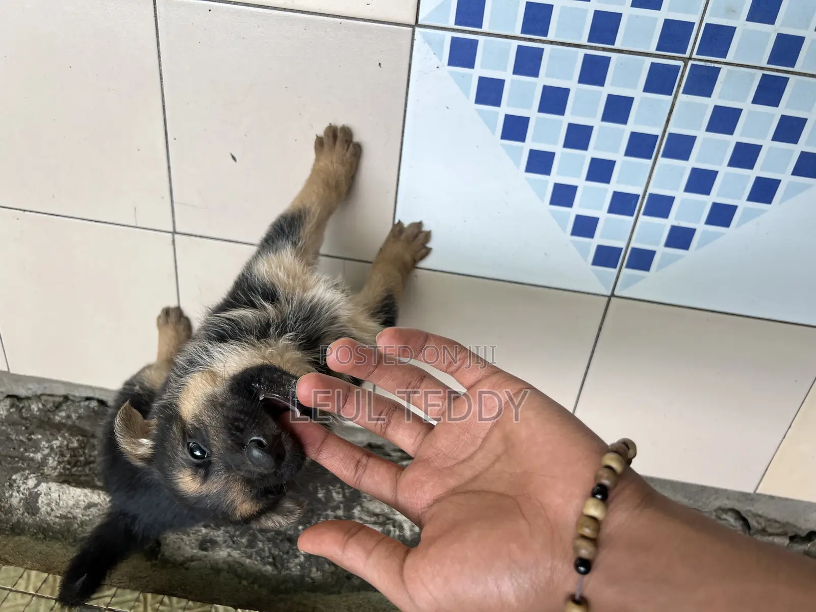 0-1 month Male Purebred German Shepherd