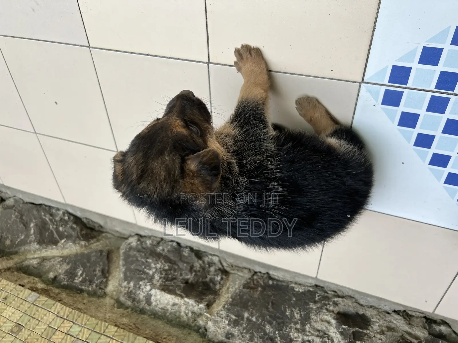0-1 month Male Purebred German Shepherd