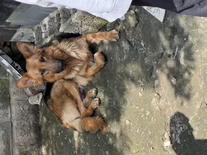 0-1 month Male Purebred German Shepherd