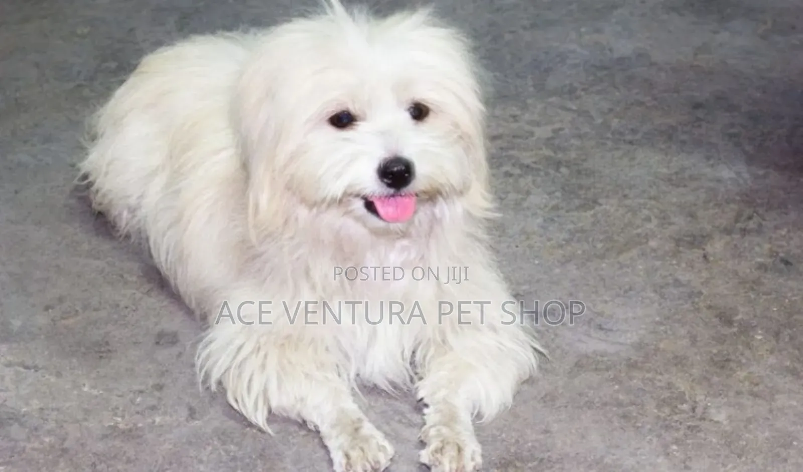 1-3 months Male Purebred Pomeranian