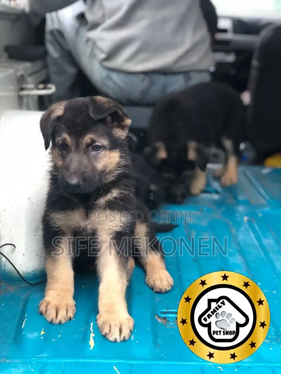 1-3 months Male Purebred German Shepherd