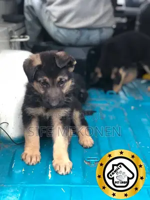 Photo - 1-3 months Male Purebred German Shepherd