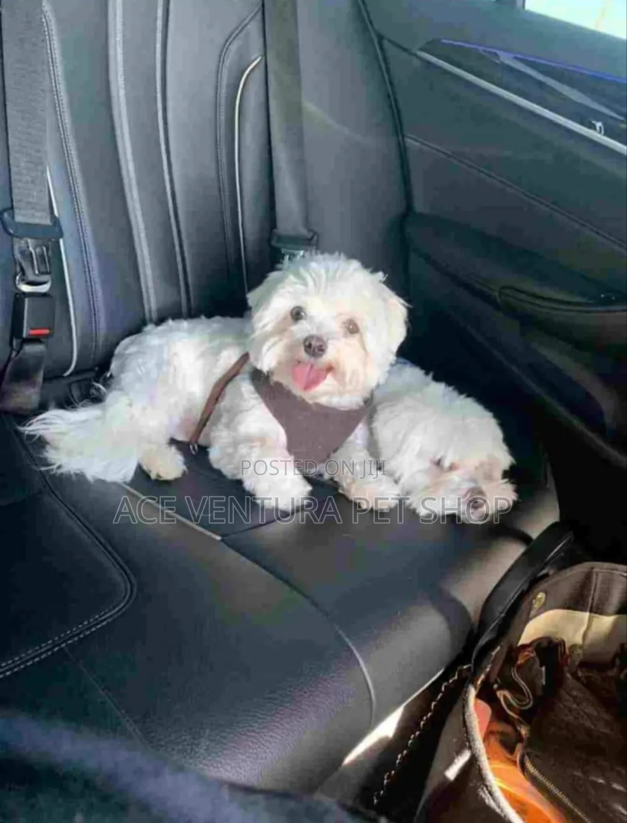 1-3 months Male Purebred Maltese