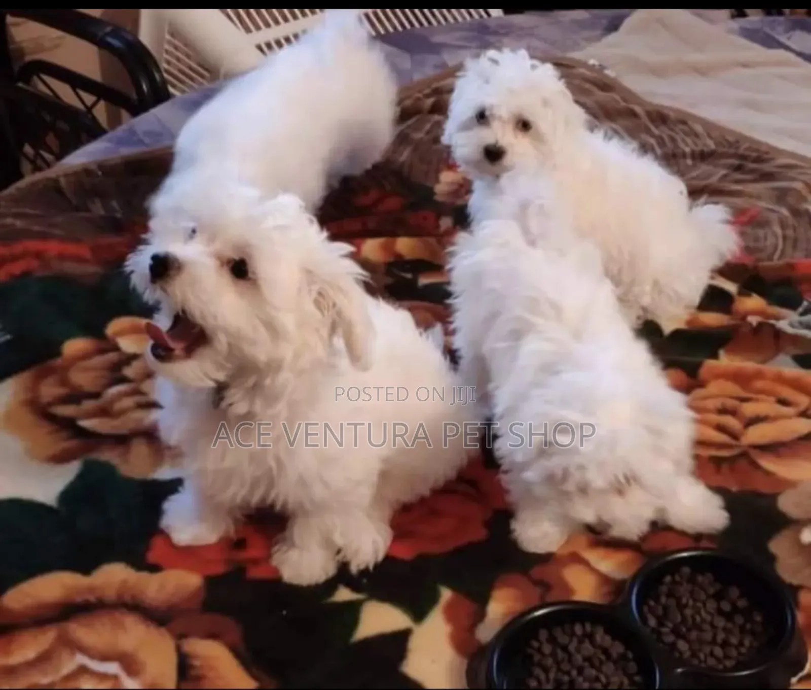 1-3 months Male Purebred Maltese