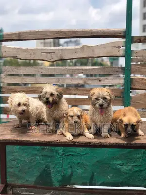 1-3 months Male Purebred Maltese