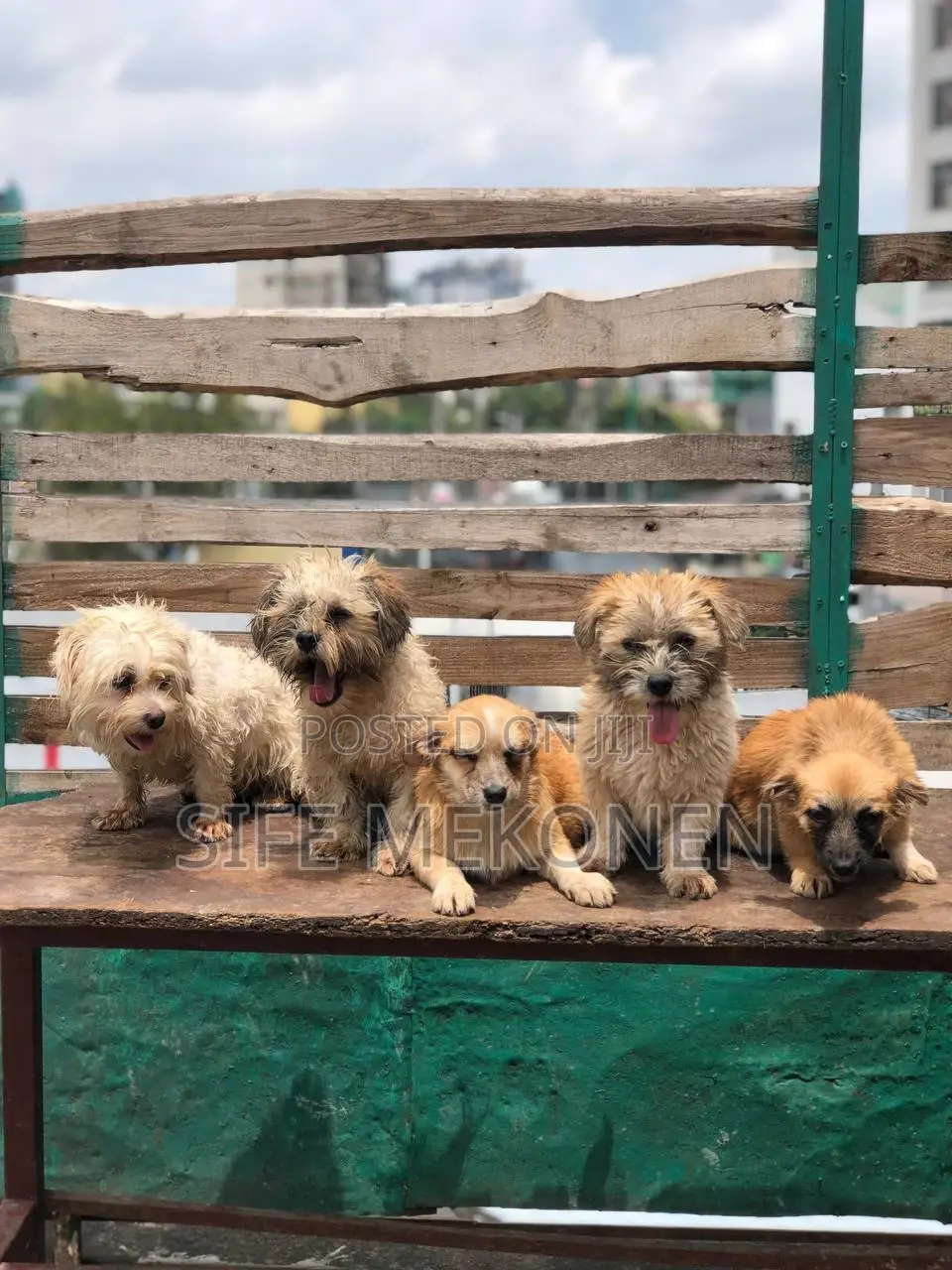 1-3 months Male Purebred Maltese