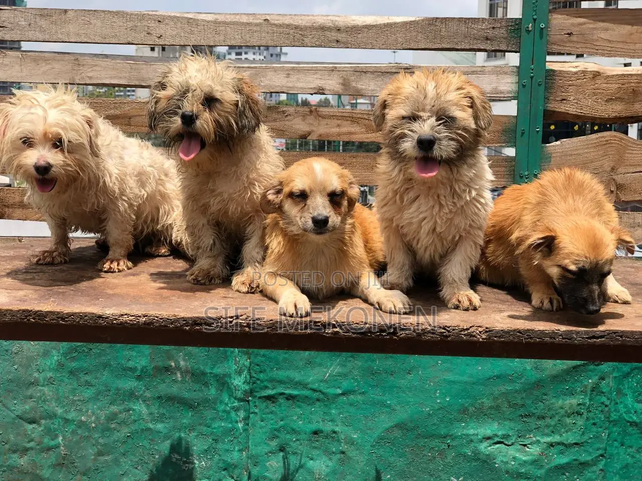 1-3 months Male Purebred Maltese