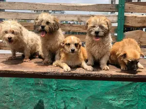 Photo - 1-3 months Male Purebred Maltese