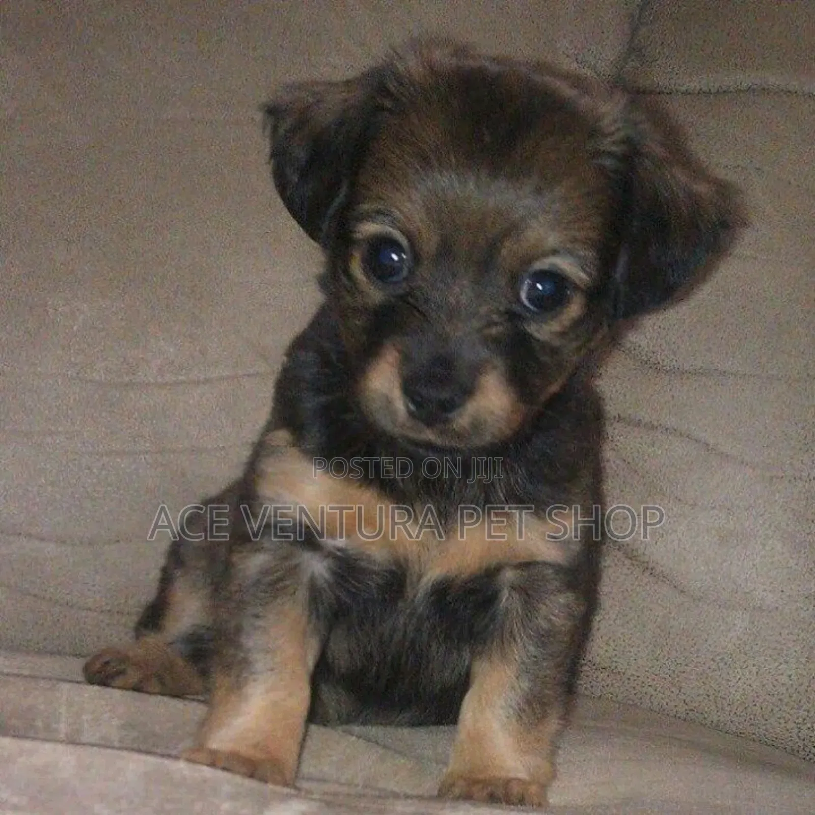 1-3 months Female Mixed Breed Maltese