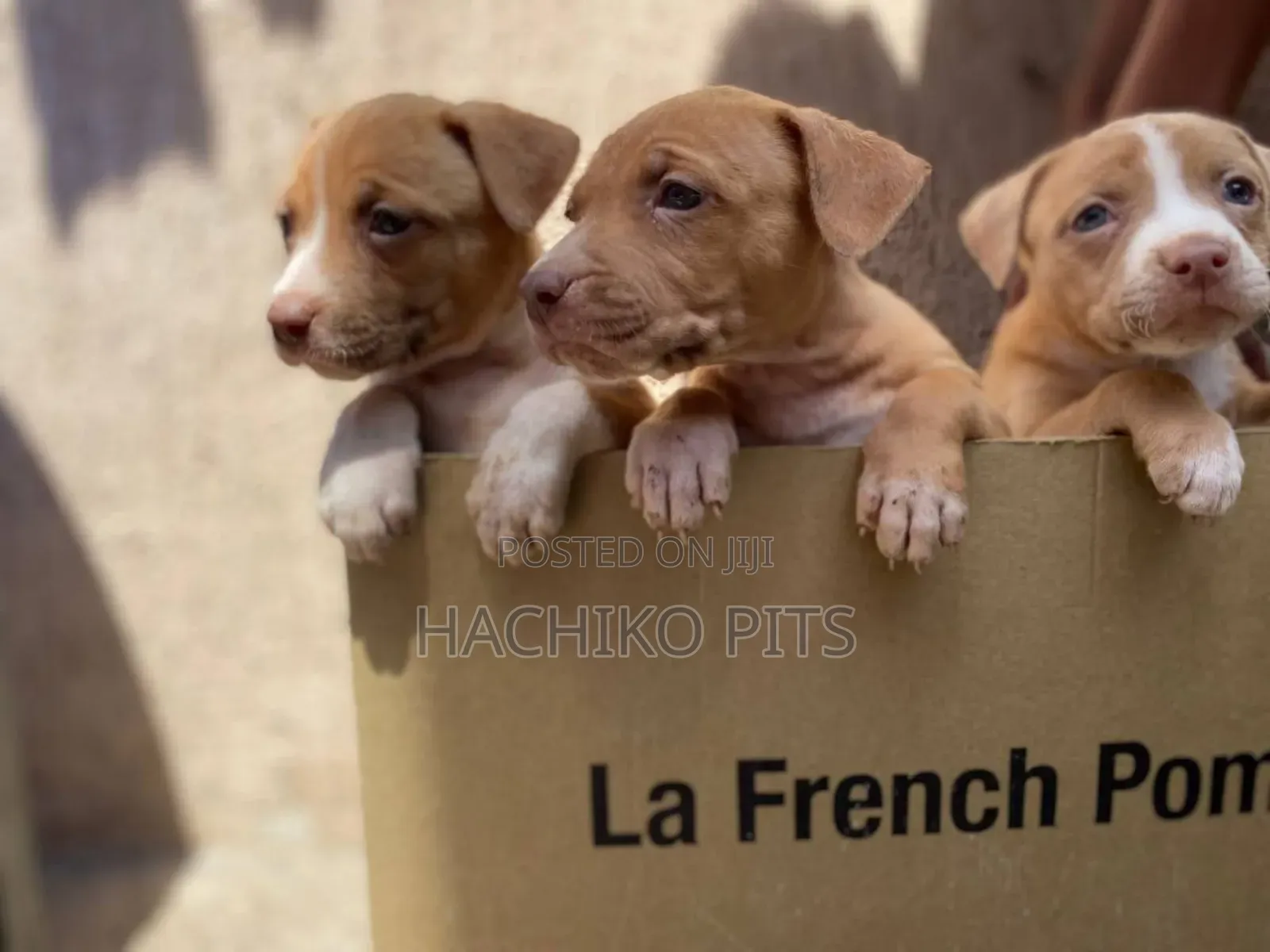 1-3 months Male Purebred American Pit Bull Terrier