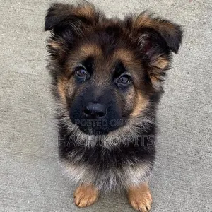 Photo - 1-3 months Male Purebred German Shepherd