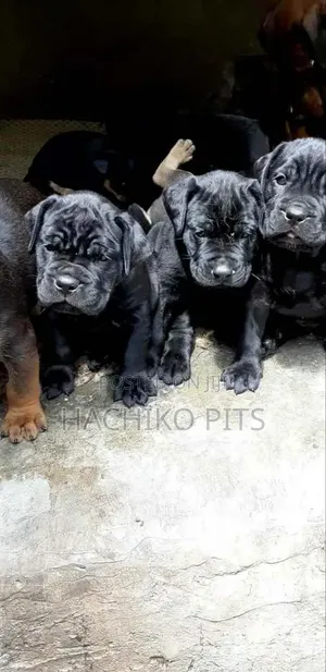 Photo - 1-3 months Male Purebred Mastiff