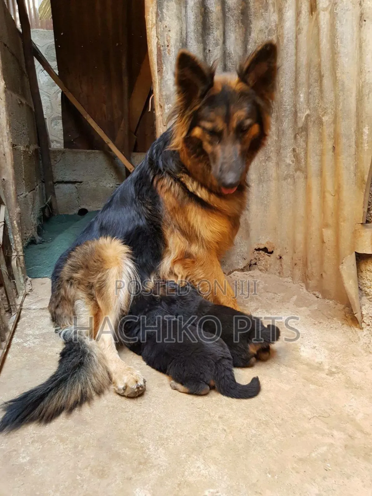 1-3 months Male Purebred German Shepherd