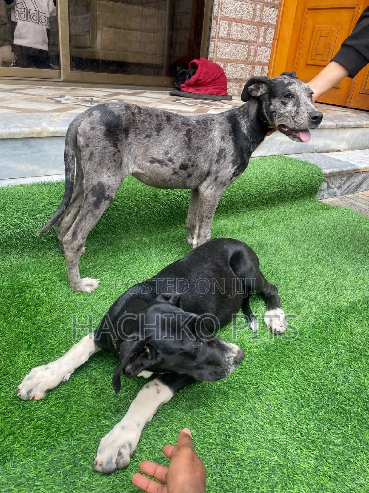 1-3 months Male Purebred Great Dane