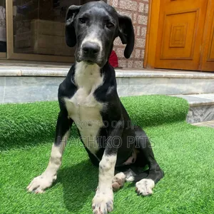 3-6 months Male Purebred Great Dane