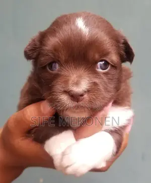 1-3 months Male Purebred Maltese