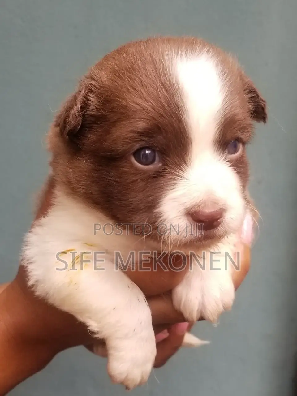 1-3 months Male Purebred Maltese