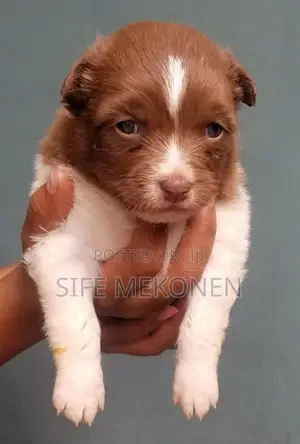 1-3 months Male Purebred Maltese