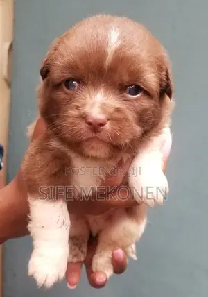 Photo - 1-3 months Male Purebred Maltese