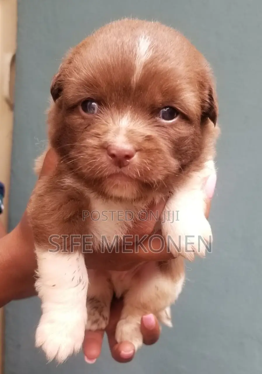 1-3 months Male Purebred Maltese