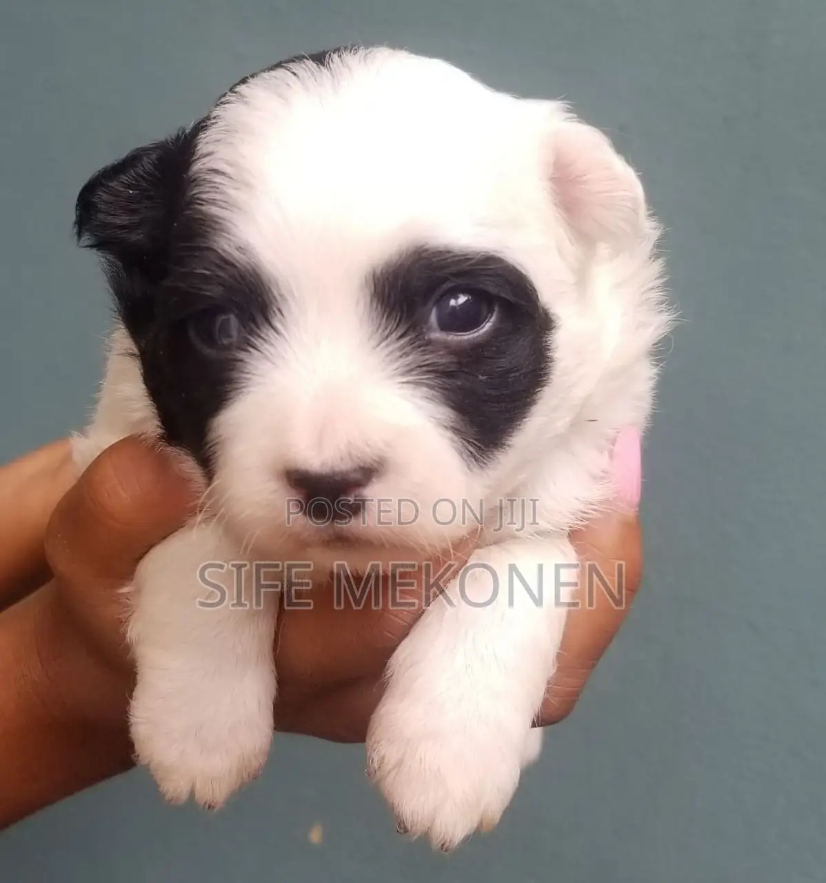 1-3 months Male Purebred Maltese