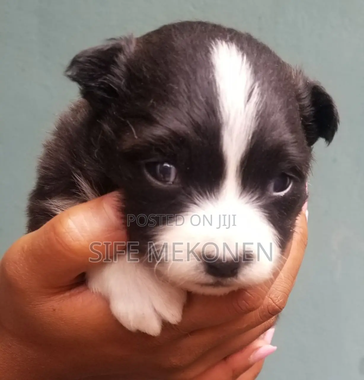 1-3 months Male Purebred Maltese