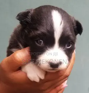 1-3 months Male Purebred Maltese