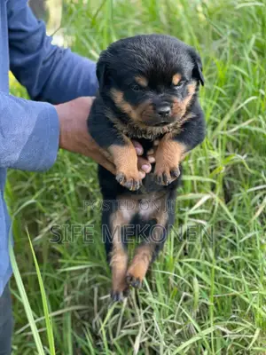 1-3 months Male Purebred Rottweiler