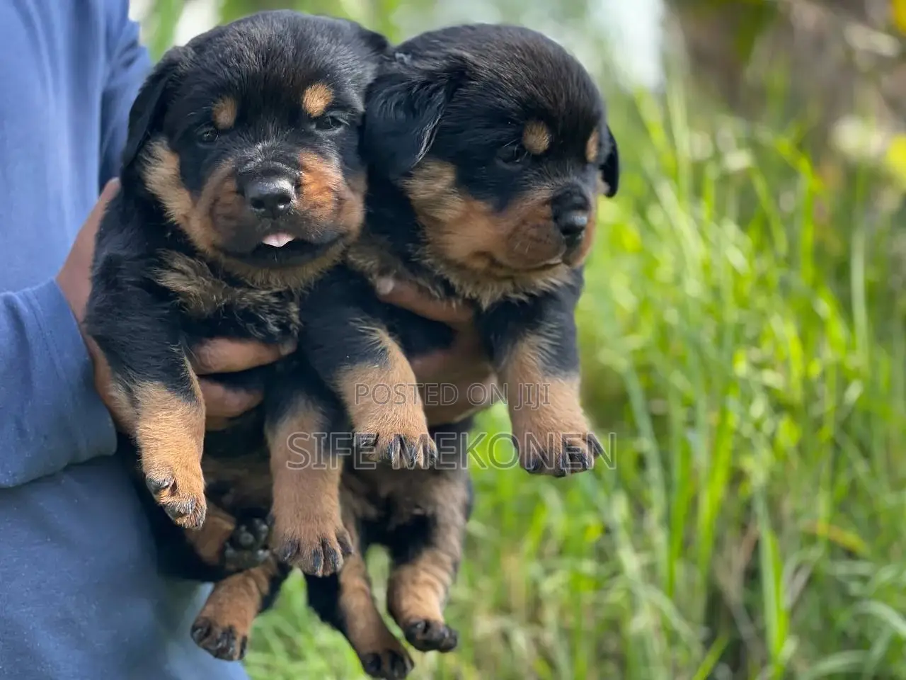 1-3 months Male Purebred Rottweiler