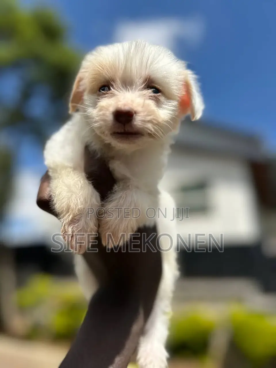 1-3 months Male Purebred Maltese