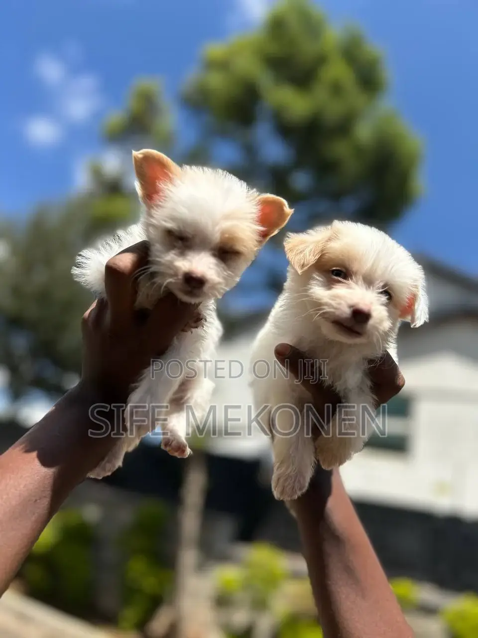 1-3 months Male Purebred Maltese
