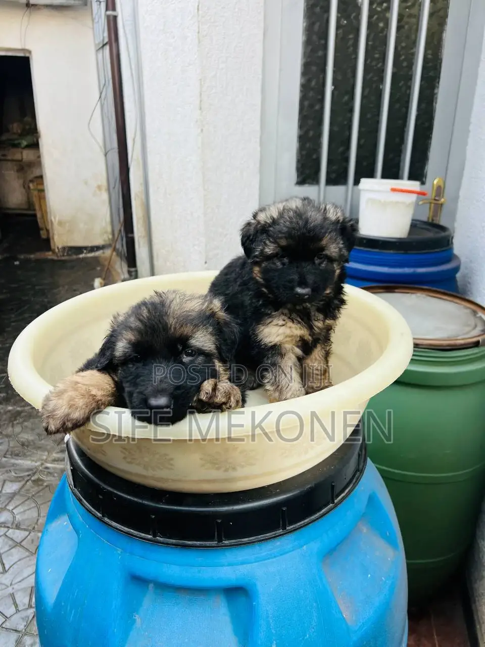 1-3 months Male Purebred German Shepherd