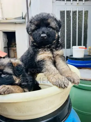 Photo - 1-3 months Male Purebred German Shepherd