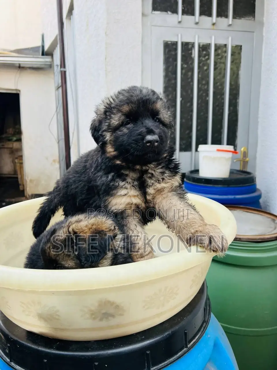 1-3 months Male Purebred German Shepherd