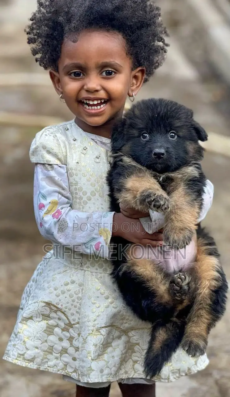 1-3 months Male Purebred German Shepherd