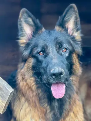 1-3 months Male Purebred German Shepherd