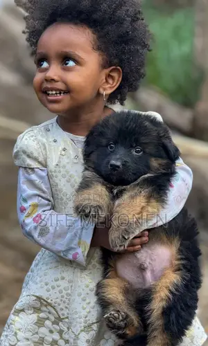 1-3 months Male Purebred German Shepherd