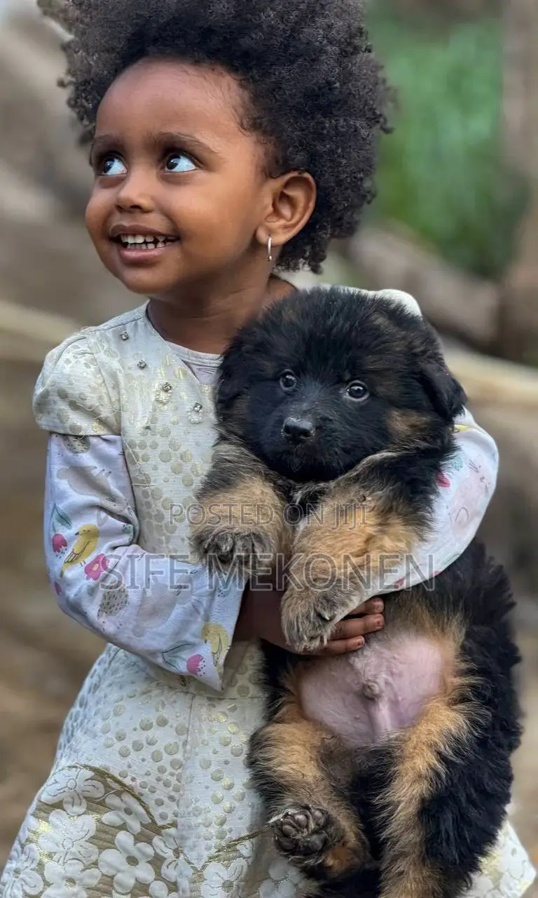 1-3 months Male Purebred German Shepherd