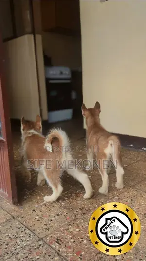 1-3 months Male Purebred Siberian Husky