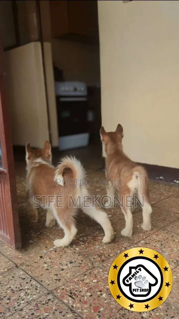 1-3 months Male Purebred Siberian Husky