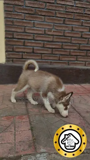 1-3 months Male Purebred Siberian Husky