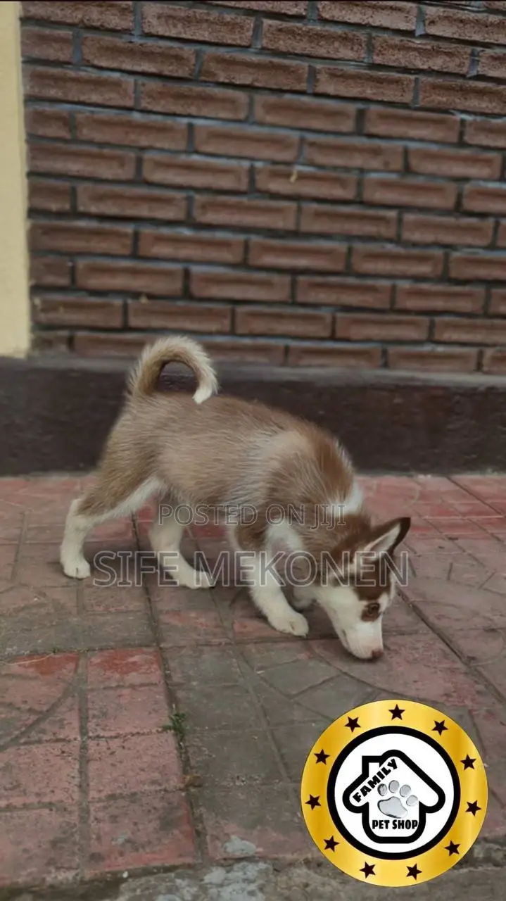 1-3 months Male Purebred Siberian Husky