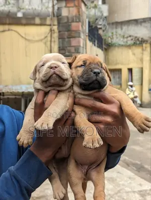 1-3 months Male Purebred American Pit Bull Terrier