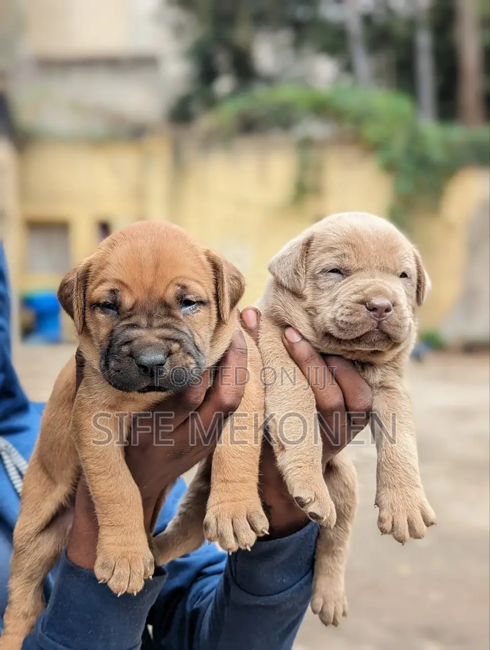 1-3 months Male Purebred American Pit Bull Terrier