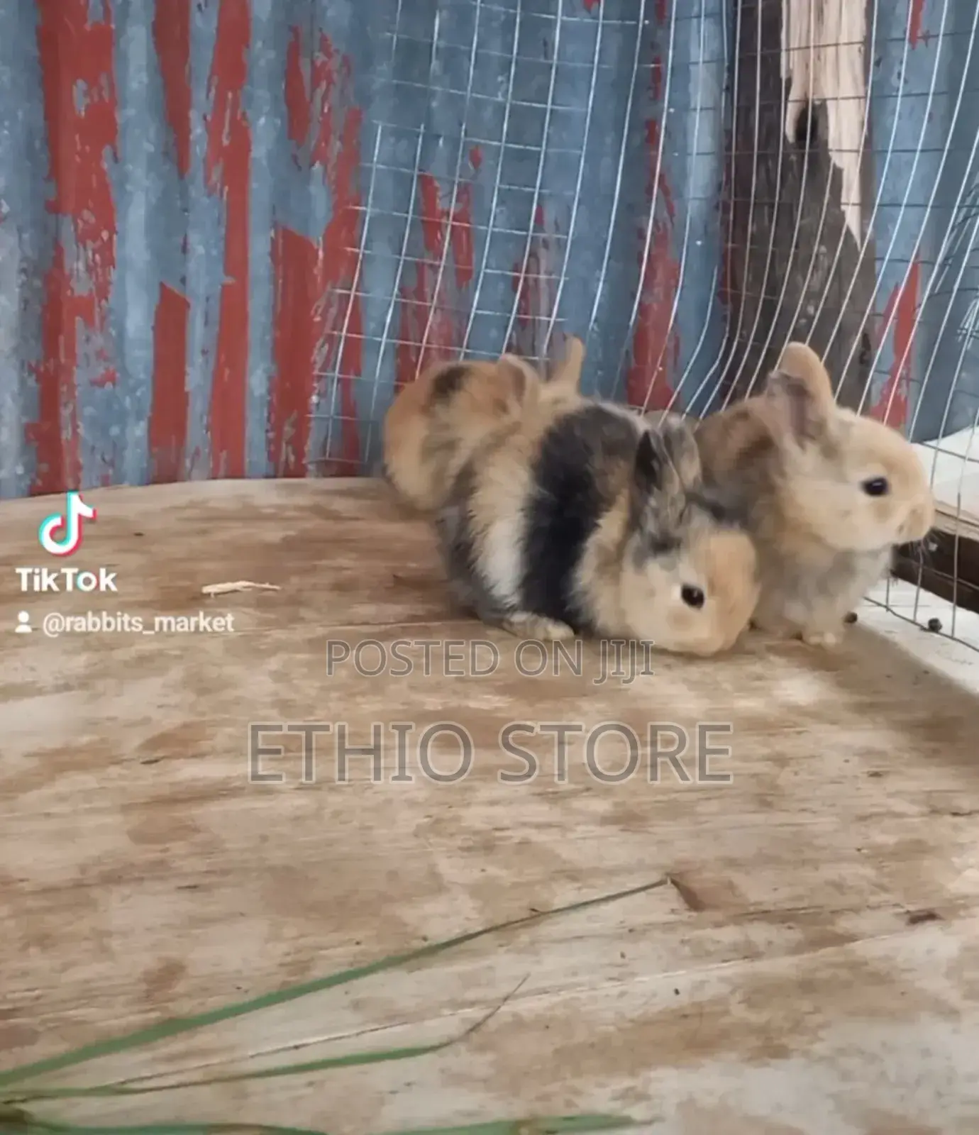 Rabbit for Sell Female and Male