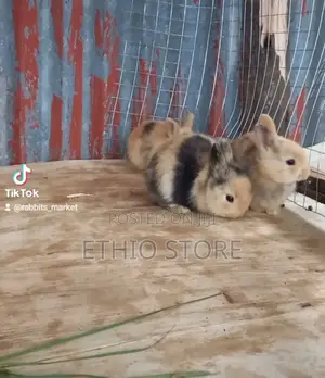 Photo - Rabbit for Sell Female and Male
