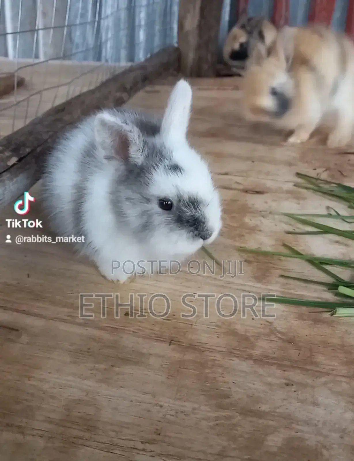 Rabbit for Sell Female and Male