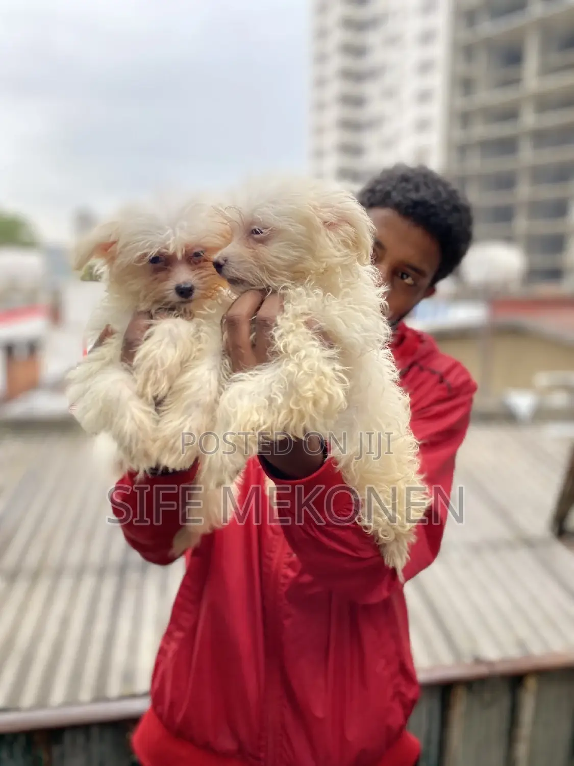 1-3 months Male Purebred Maltese