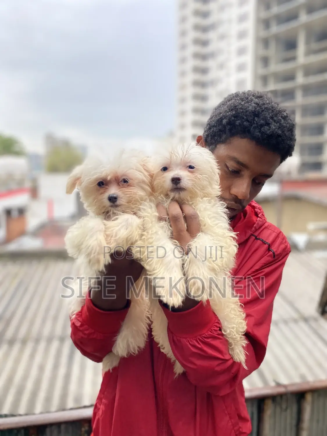 1-3 months Male Purebred Maltese